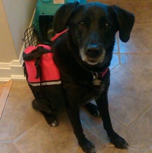 Dog Backpack, Red. Medium.